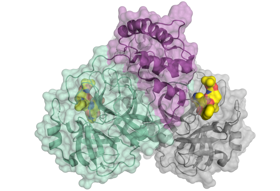 Corona-Protein_2020 / H. Tabermann/HZB - vergrößerte Ansicht
