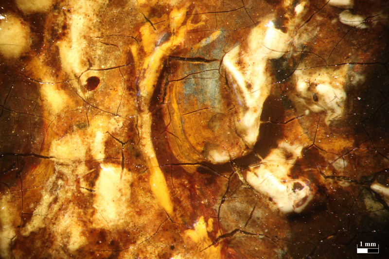 Rembrandt Minerva, Mikroskop-Aufnahme - vergrößerte Ansicht